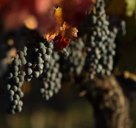 Racimos de uvas tintas maduras colgando de una vid con hojas otoñales rojas y amarillas en Viña Maquis.