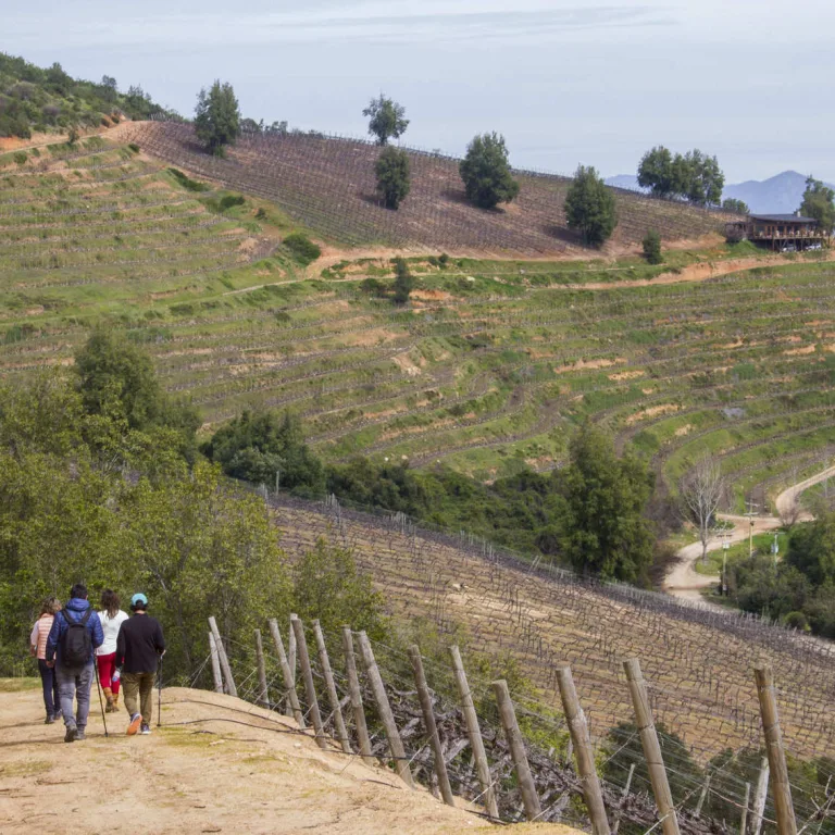 Mirador Viñedos